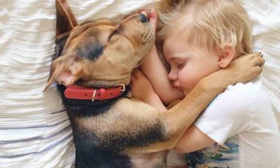 Dejar dormir a tu hijo con su mascota