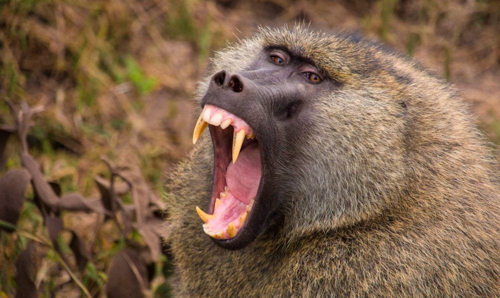 violento babuino