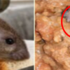cliente descubre un animal podrido en su comida